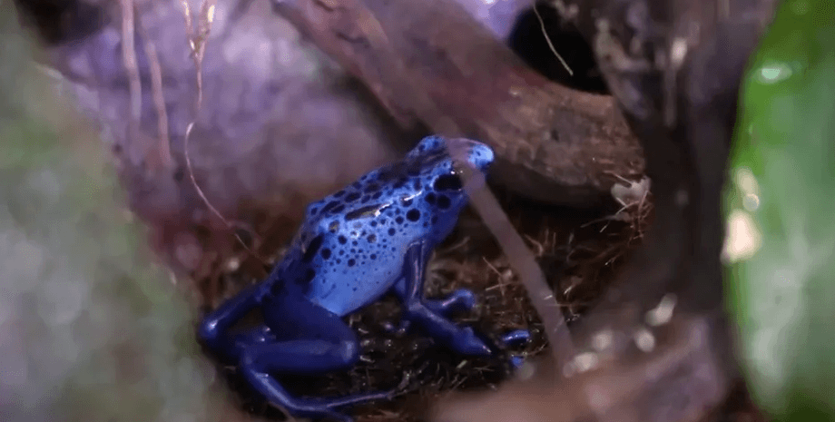 Жаба, природа, пуголовок, ставок, басейн