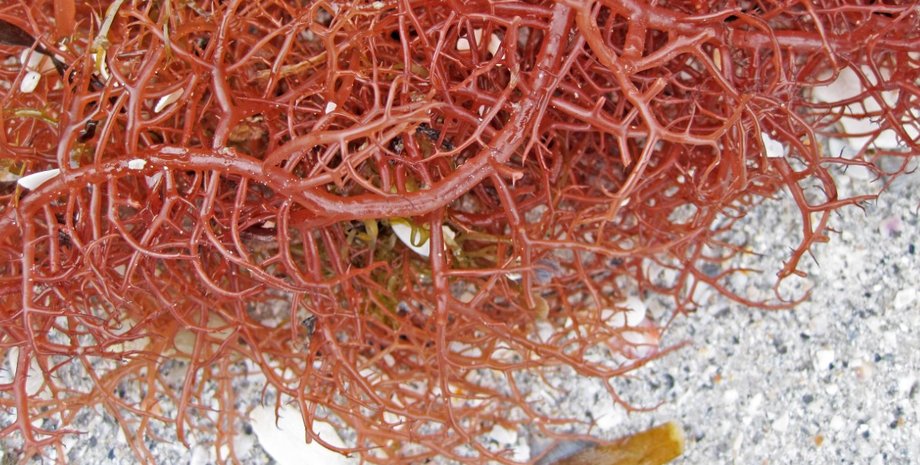 красные водоросли, ядерная война, ядерная зима