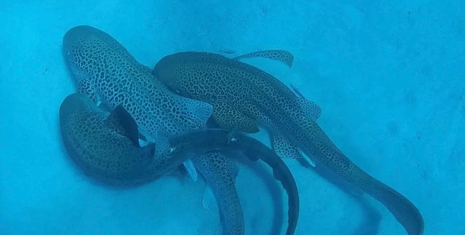 леопардовые акулы спаривание