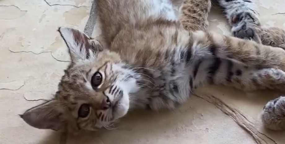 Домашний кот оказался диким животным, женщина перепутала рысь с котом, курьезные истории, странные случаи из жизни