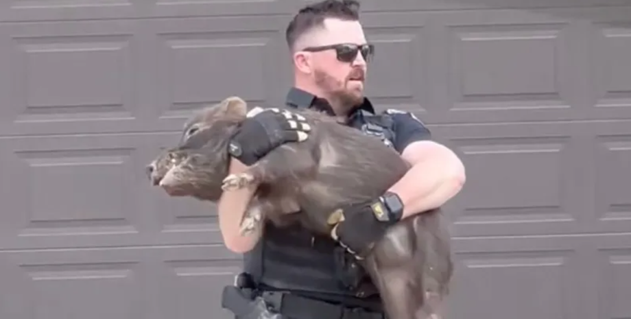 Полицейский поймал в городе свиней, курьезное видео, тренды TikTok, видео, приколы, США, правоохранители