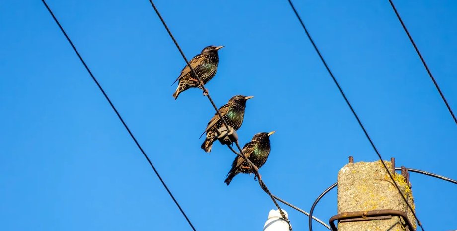 стрижі лінії електропередач