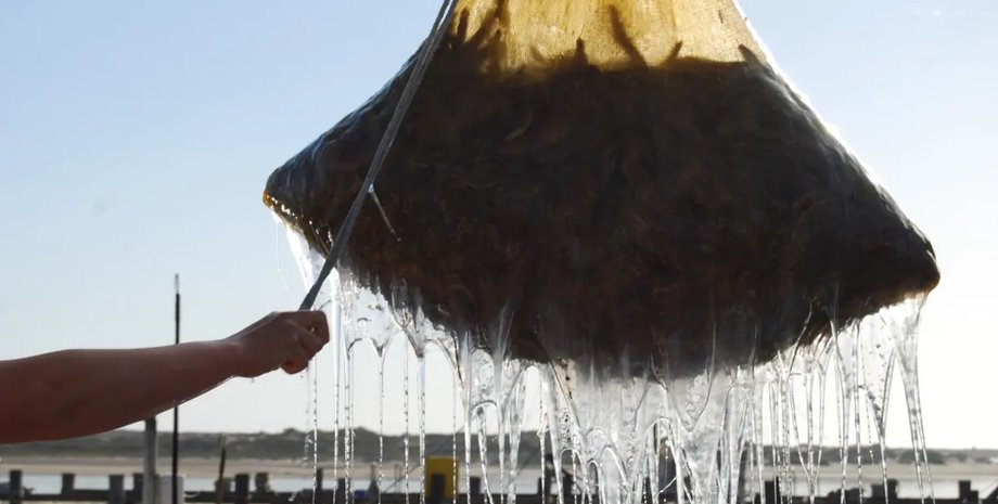 миксина, слизь