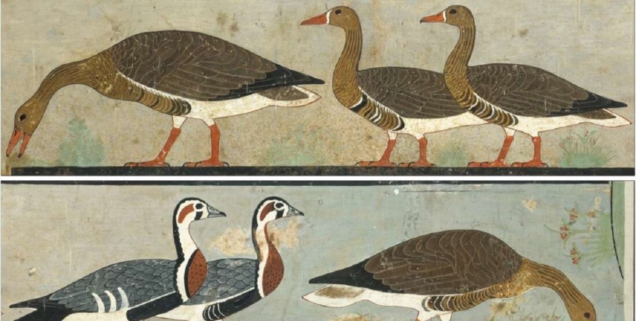 гуси, Древній Єгипет, малюнки
