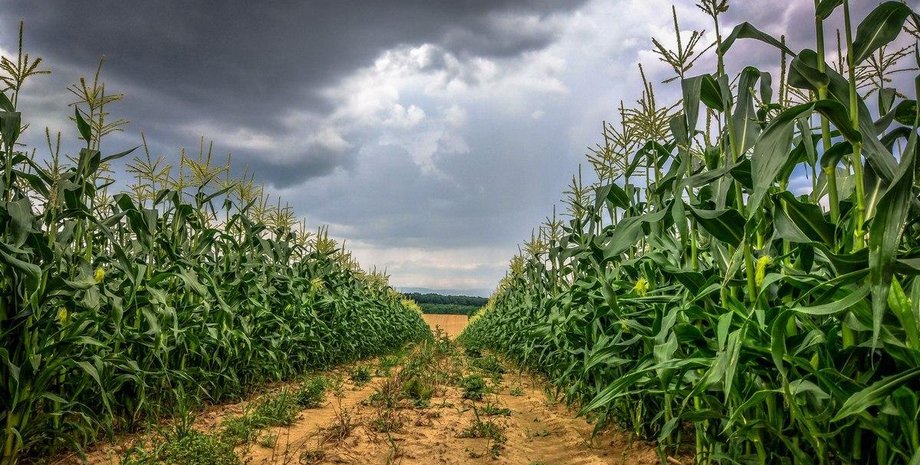 Фото: Getty Images