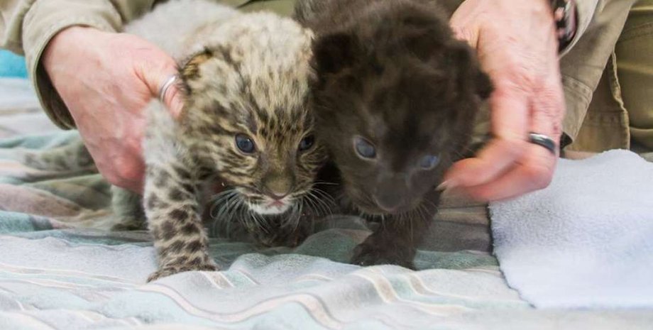 Connecticut's Beardsley Zoo