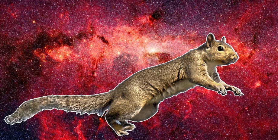 білка, білка космос, космос білки