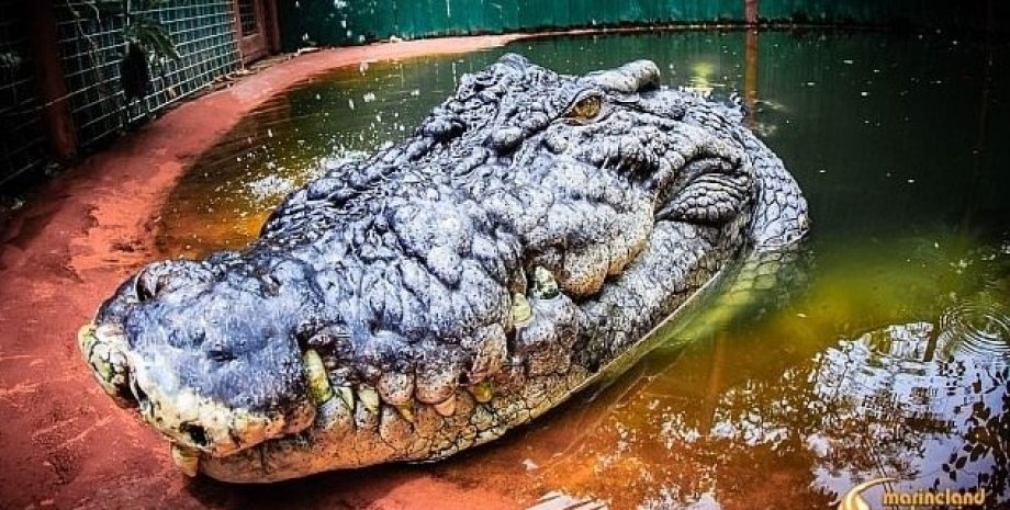морской крокодил, крокодил рекордсмен, крокодил кассиус