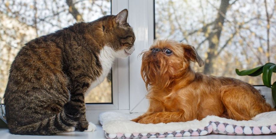 Как живут вместе собака и кот, домашние любимцы, животные, курьезы, приколы, интересные истории, странные случаи