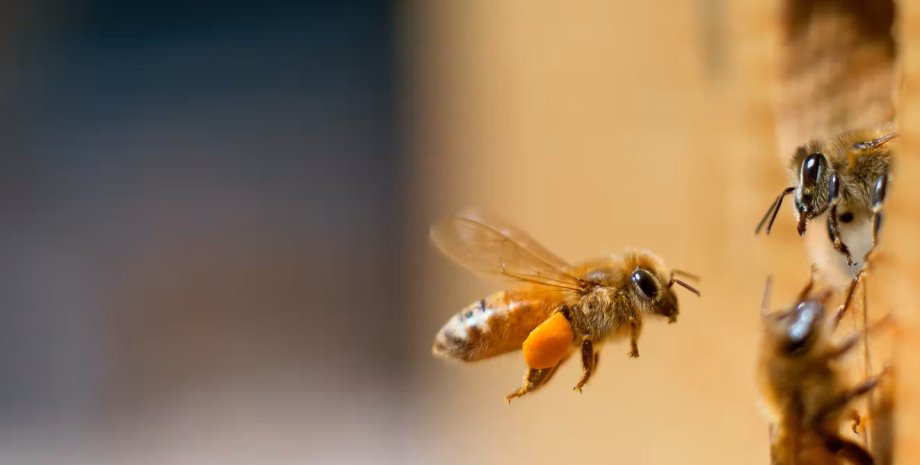 медоносні бджоли, вулик, фото