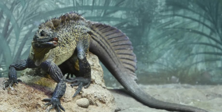 ящір вітрильний дракон