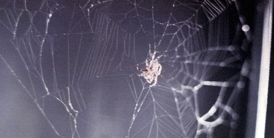 пауки плетут паутину в космосе