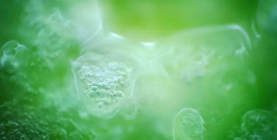 Ученые подсчитали, сколько жизни на Земле существовало за всю историю планеты земля, жизнь на земле, количество жизни на земле