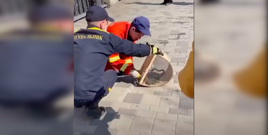 змеи, спасатели, ресторан, днепр, гсчс