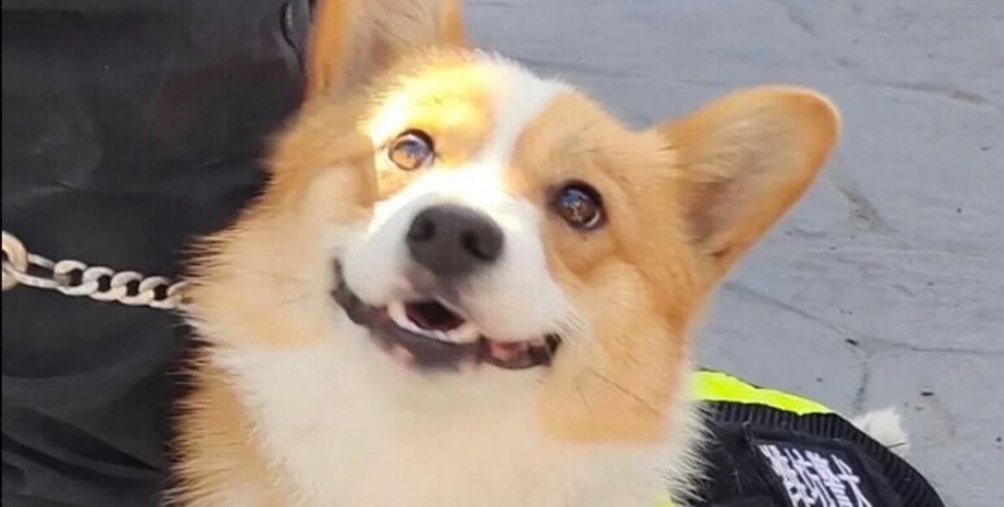 Корги работает в полиции Китая