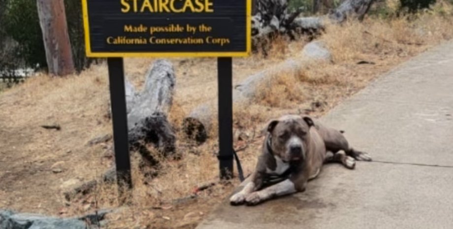 Пса оставленного на привязи с запиской спасли и помогли найти новую семью