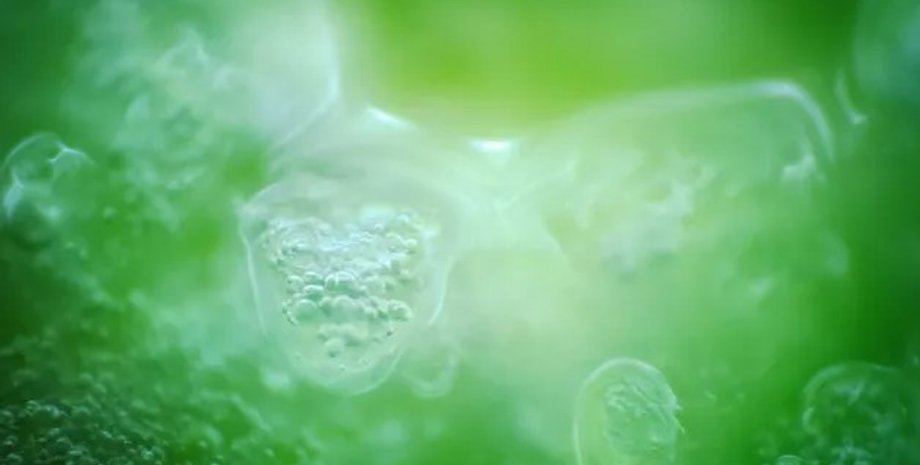 земля, життя на землі, кількість життя на землі