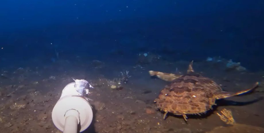 Чоловік опустив камеру на дно океану і зняв жахливого хижака