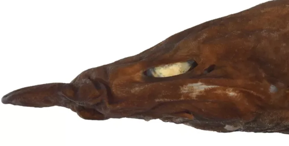 глубоководная акула, Apristurus ovicorrugatus, Западная Австралия, новый вид, яйцекладки, русалки сумки, кошачья акула, уникальные особенности, ярко-белые глаза, научное открытие, откладывание яиц, исследования,