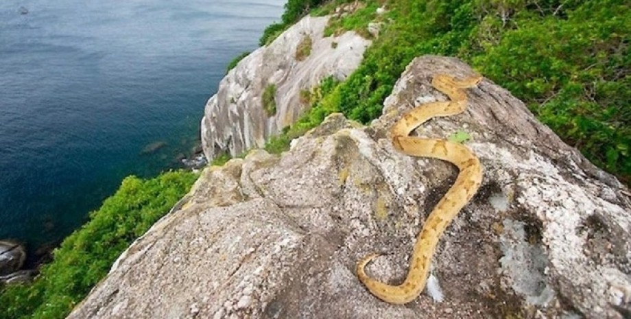 Илья-де-Кеймада-Гранде, змеиный остров у побережья Бразилии, рептилии, туризм, путешествия, интересные локации, фото