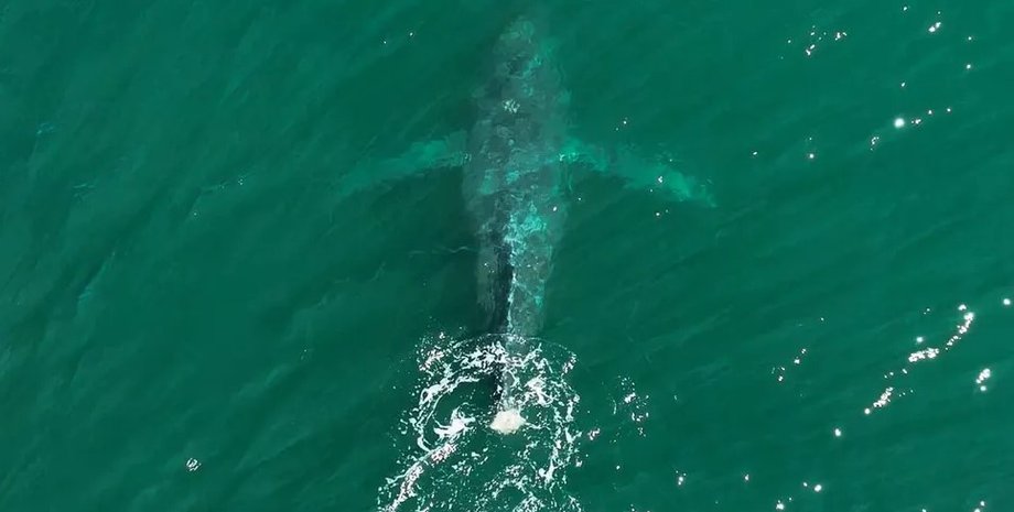 кит, кит з хвоста, горбатый кит