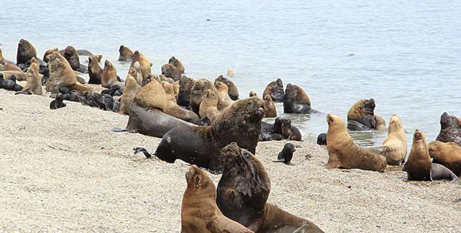 тюлени, морские львы, зубы морских львов