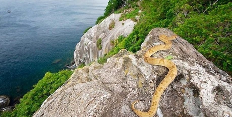 Илья-де-Кеймада-Гранде, змеиный остров у побережья Бразилии, рептилии, туризм, путешествия, интересные локации, фото