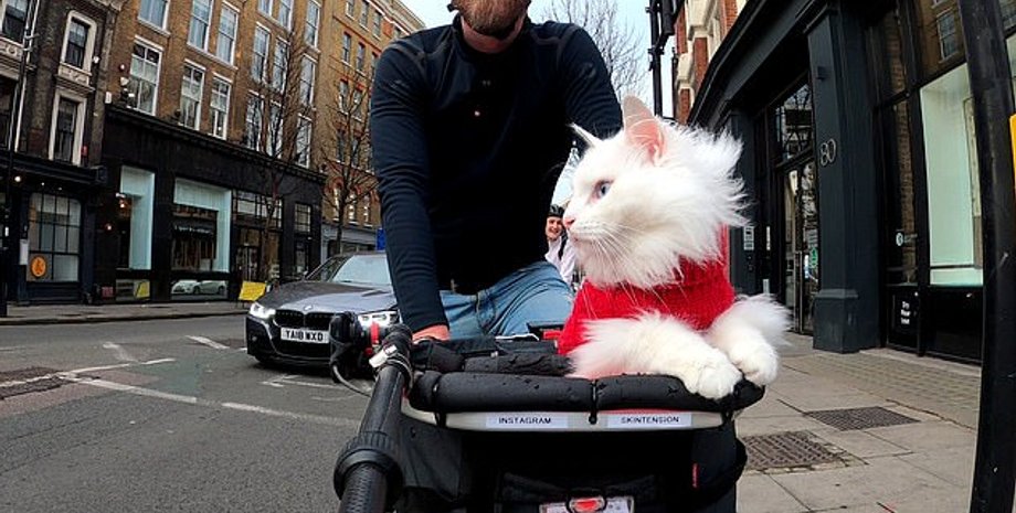 Норвежская кошка Сиги