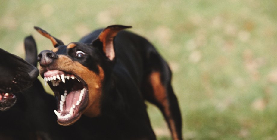 агрессивный пес