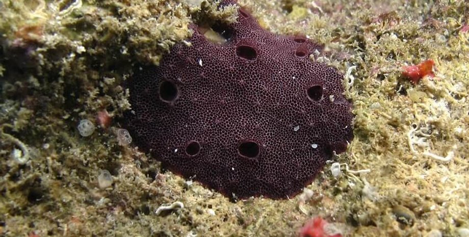 кератозановая губка, дно, вода, фото