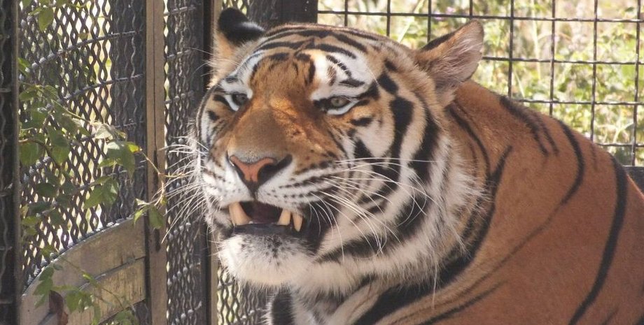 Тайган, сафари-парк, тигр,