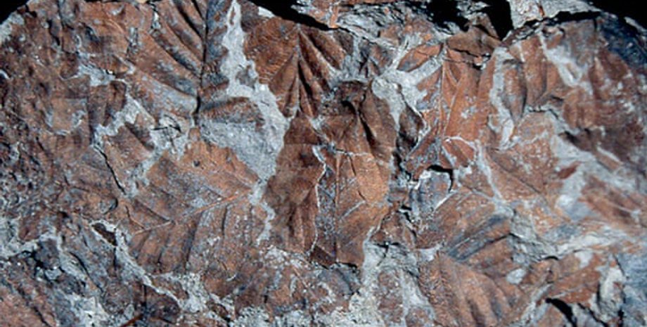 Окаменелые листья древних буков. J Francis, A Ashworth