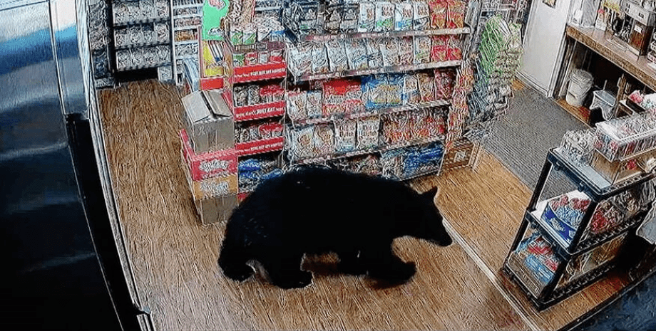 Медведь на заправке, медведь зашел в магазин, медведь украл конфеты, украл мармеладных мишек, пил кофе за прилавком, любитель сладостей