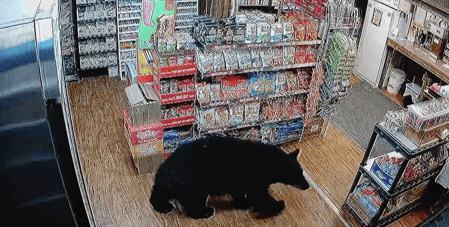 Медведь на заправке, медведь зашел в магазин, медведь украл конфеты, украл мармеладных мишек, пил кофе за прилавком, любитель сладостей