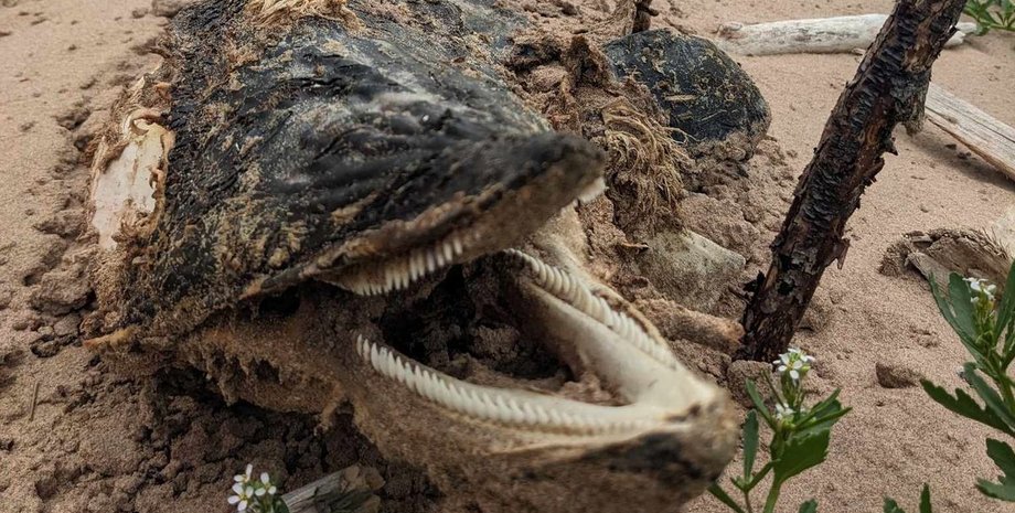 Знайшла морське чудовисько, морське чудовисько, дивна істота, викинуло на пляж, гострі зуби, дельфін,