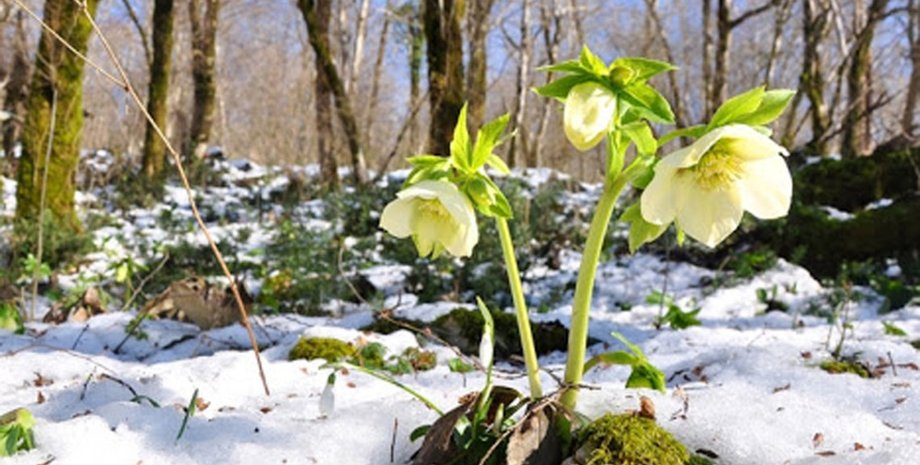 теплая зима. цветок, первоцвет, лес