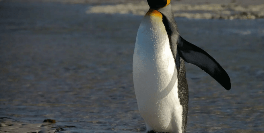 королевский пингвин