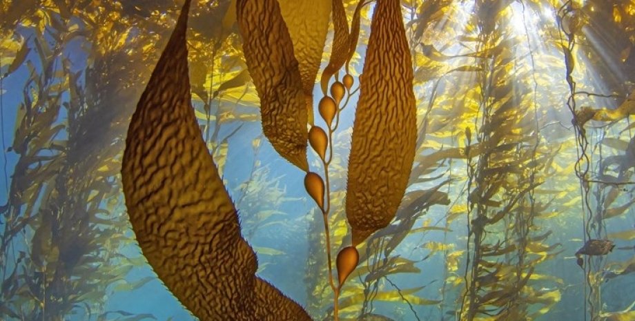 океан, водоросли, подводный лес