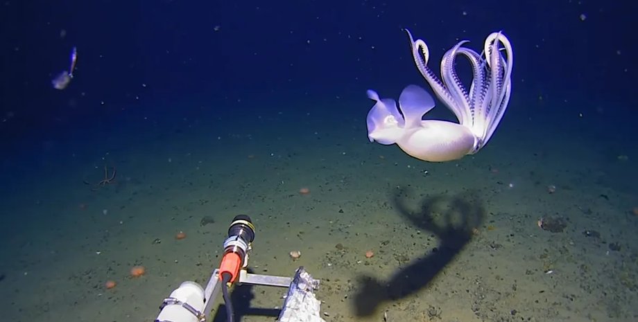 кальмар, белый кальмар