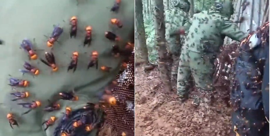 Дезінсектори проти шершнів-вбивць: мережа обговорює кадри роботи фахівців