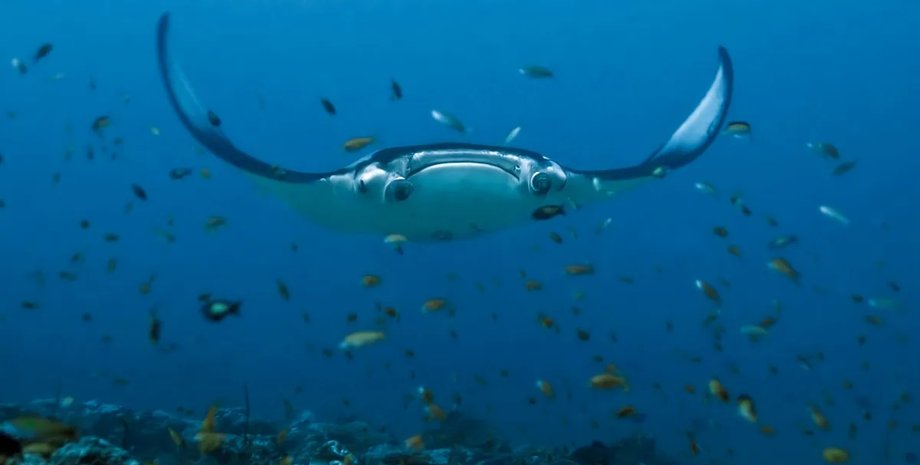 океанические манты скаты