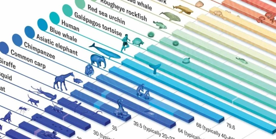 тварини, життя