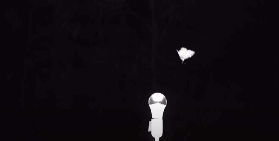 метелики, метелики світло