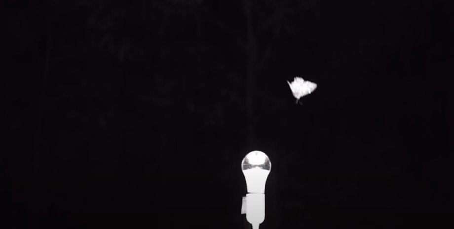 Мотыльки летят на свет из-за своих инстинктов мотыльки, мотыльки свет