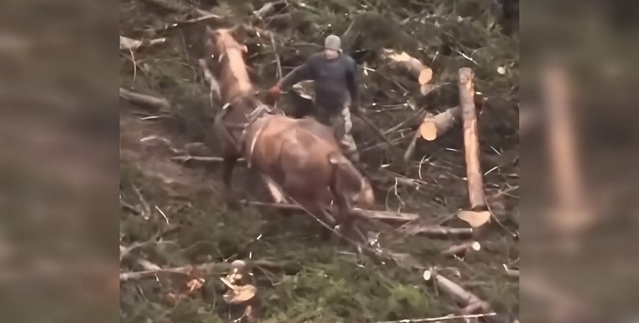 Издевательство над животным, издевательство над лошадью, UAnimals про Буковель, UAnimals издевательство над лошадью, UAnimals избиение лошади, UAnimals лошадь Буковель