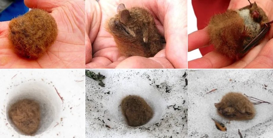 летучая мышь, уссурийская трубконосая мышь