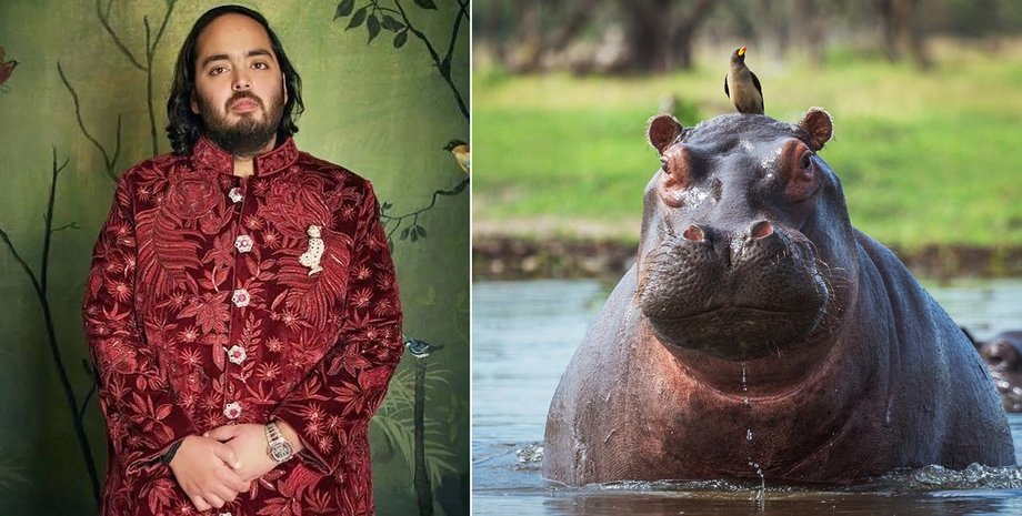 анант амбани бегемоты эскобара