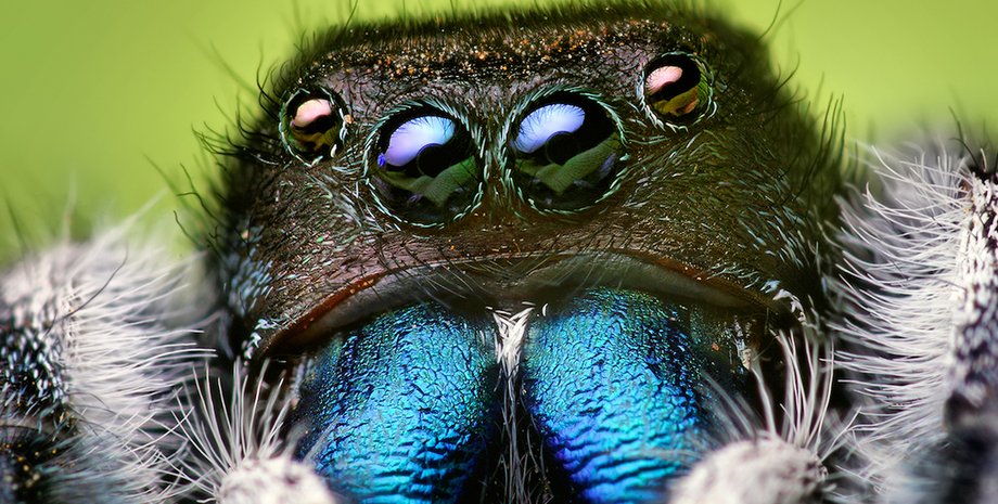 Фото: infinitespider.com