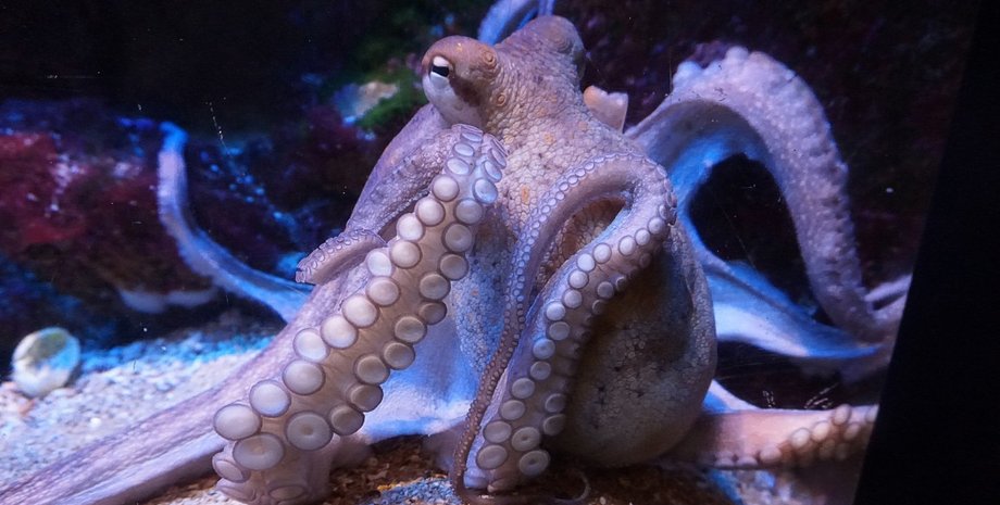 Фото: pxhere.com