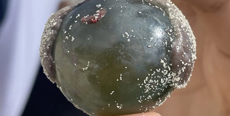 водоросли, водоросль пузырь, глазное яблоко моряка